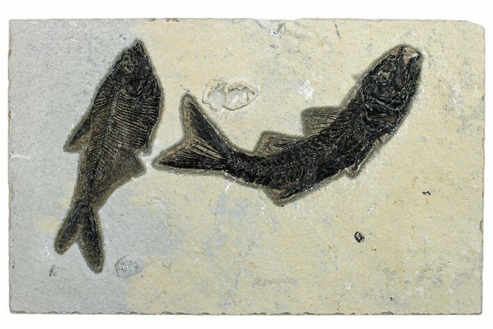 Multiple Fossil Fish (Mioplosus & Diplomystus) Plate- Wyoming #292518